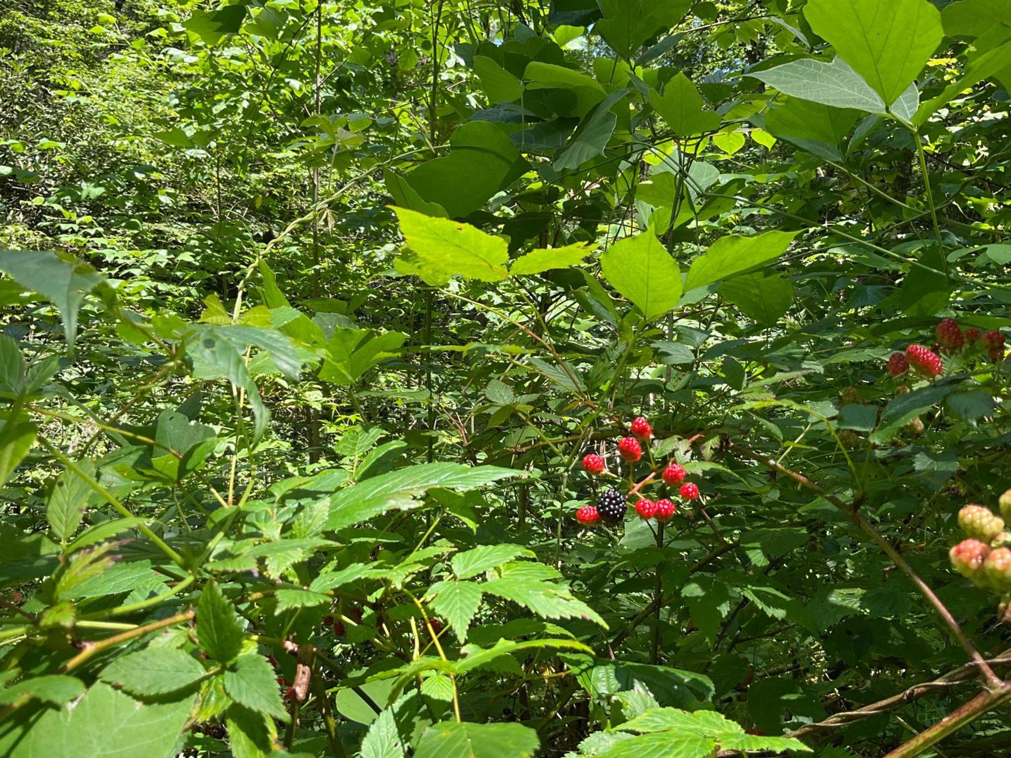 Tallulah Gorge Retreat Lakemont Exteriör bild